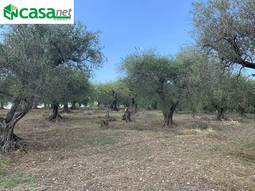 Immagine 18 di Terreno agricolo in vendita  in Via dei Caolini a Marcellina