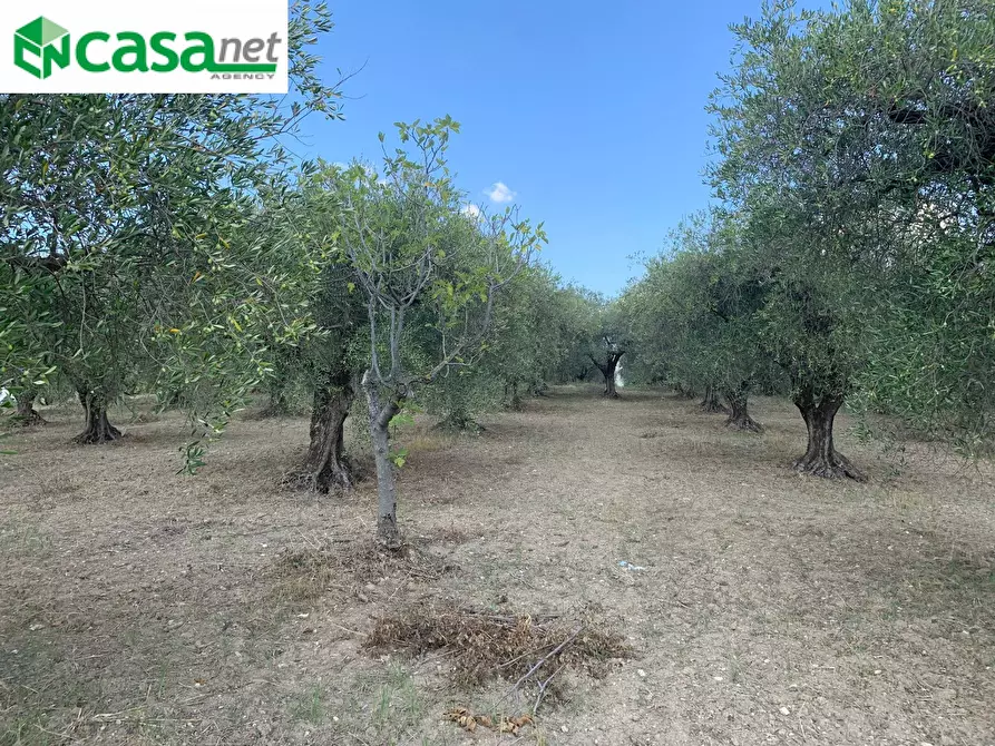 Immagine 24 di Terreno agricolo in vendita  in Via dei Caolini a Marcellina