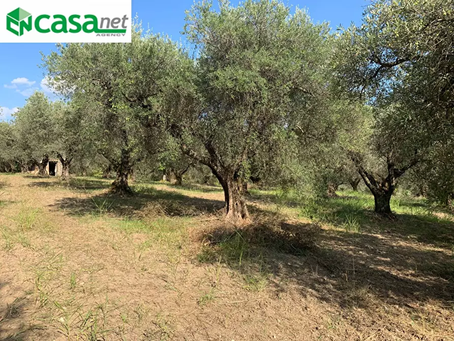 Immagine 25 di Terreno agricolo in vendita  in Via dei Caolini a Marcellina