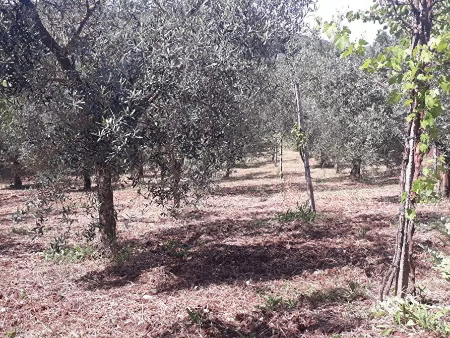 Immagine 1 di Terreno agricolo in vendita  in via colle dell'oro a Guidonia Montecelio