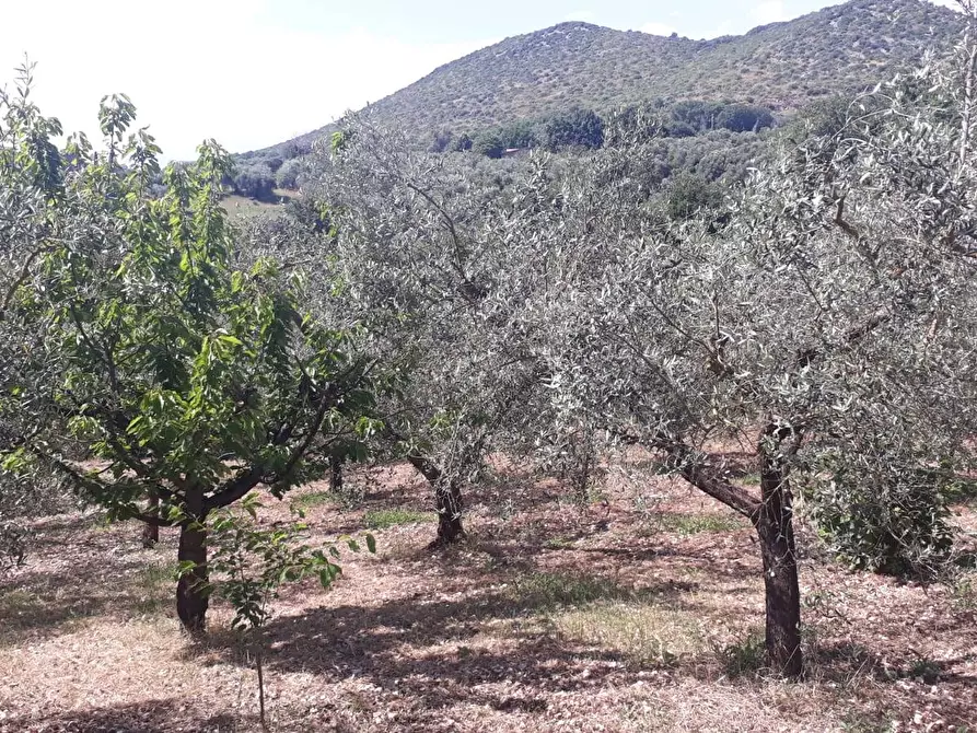 Immagine 20 di Terreno agricolo in vendita  in via colle dell'oro a Guidonia Montecelio