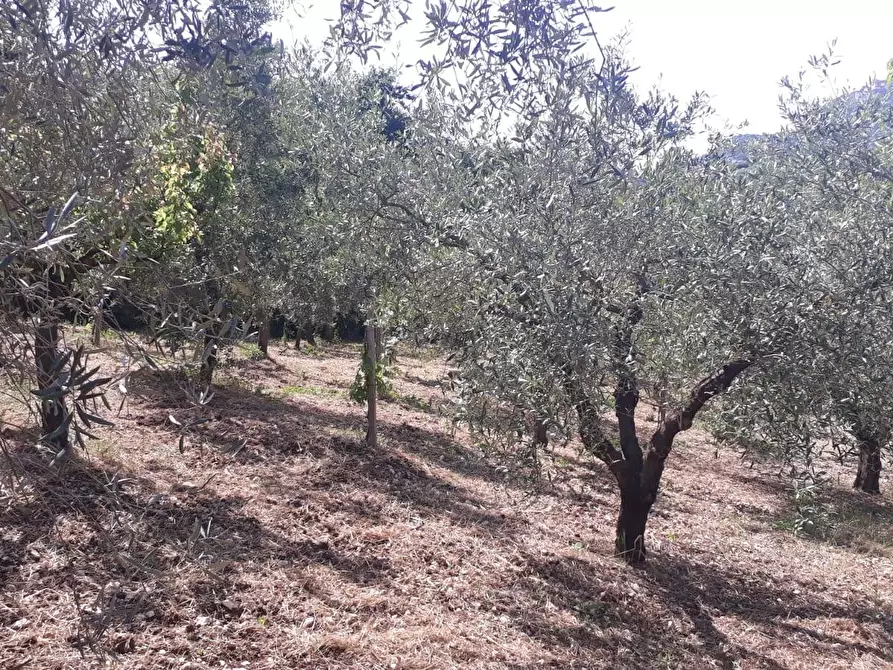 Immagine 21 di Terreno agricolo in vendita  in via colle dell'oro a Guidonia Montecelio