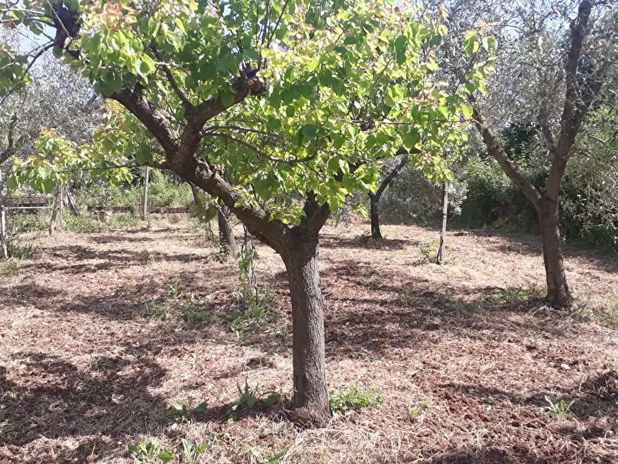 Immagine 22 di Terreno agricolo in vendita  in via colle dell'oro a Guidonia Montecelio