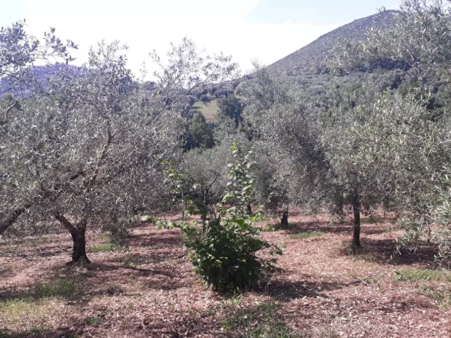 Immagine 23 di Terreno agricolo in vendita  in via colle dell'oro a Guidonia Montecelio