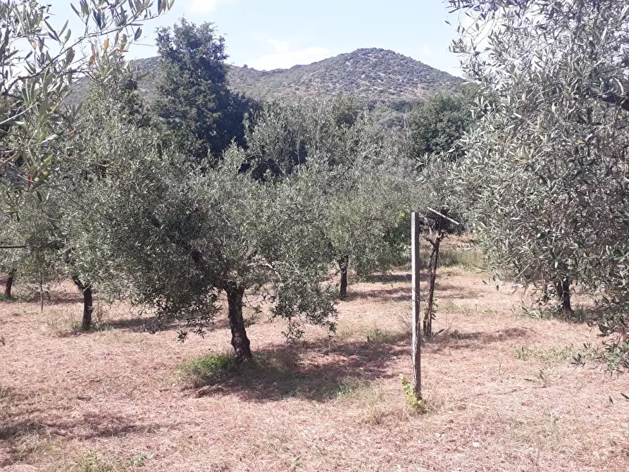Immagine 24 di Terreno agricolo in vendita  in via colle dell'oro a Guidonia Montecelio