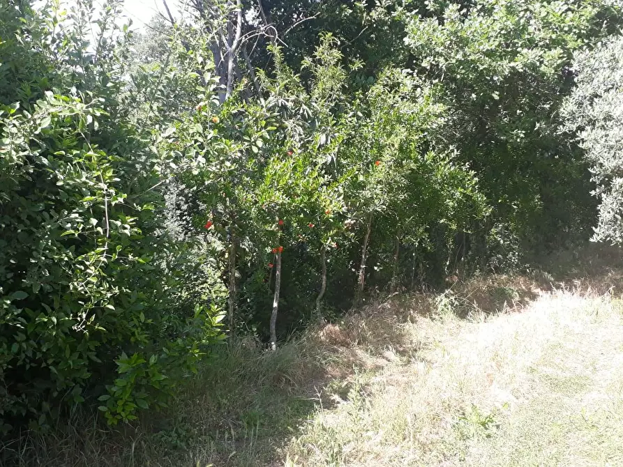 Immagine 25 di Terreno agricolo in vendita  in via colle dell'oro a Guidonia Montecelio