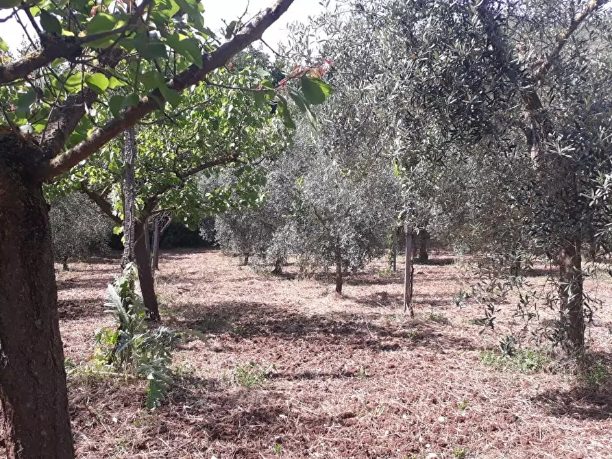 Immagine 27 di Terreno agricolo in vendita  in via colle dell'oro a Guidonia Montecelio