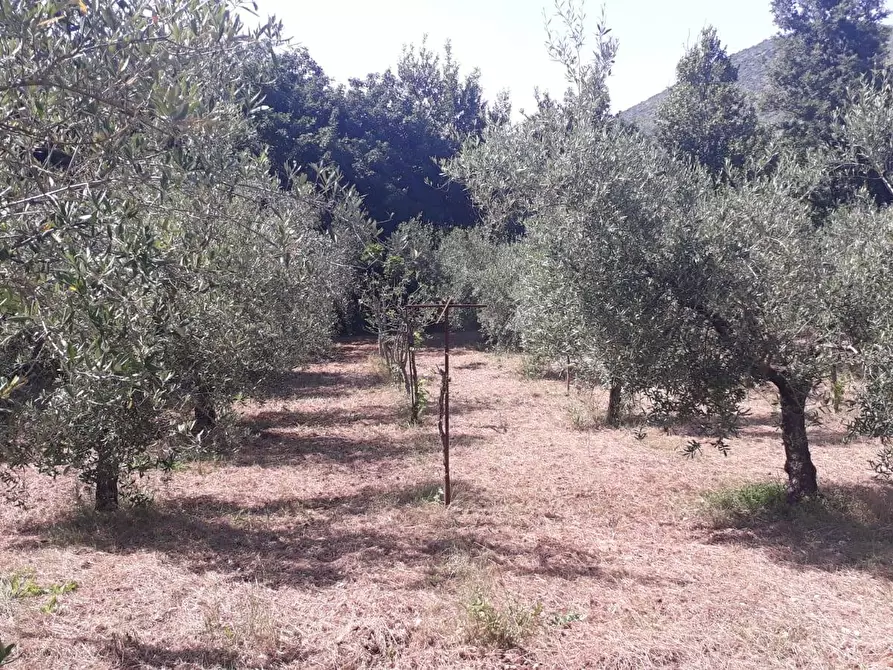 Immagine 28 di Terreno agricolo in vendita  in via colle dell'oro a Guidonia Montecelio