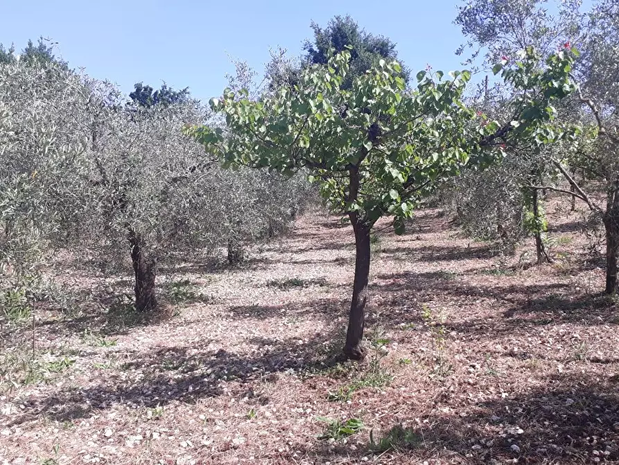 Immagine 29 di Terreno agricolo in vendita  in via colle dell'oro a Guidonia Montecelio