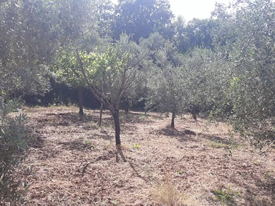 Immagine 30 di Terreno agricolo in vendita  in via colle dell'oro a Guidonia Montecelio
