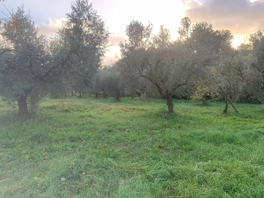 Immagine 5 di Terreno agricolo in vendita  in via della piscina a Guidonia Montecelio