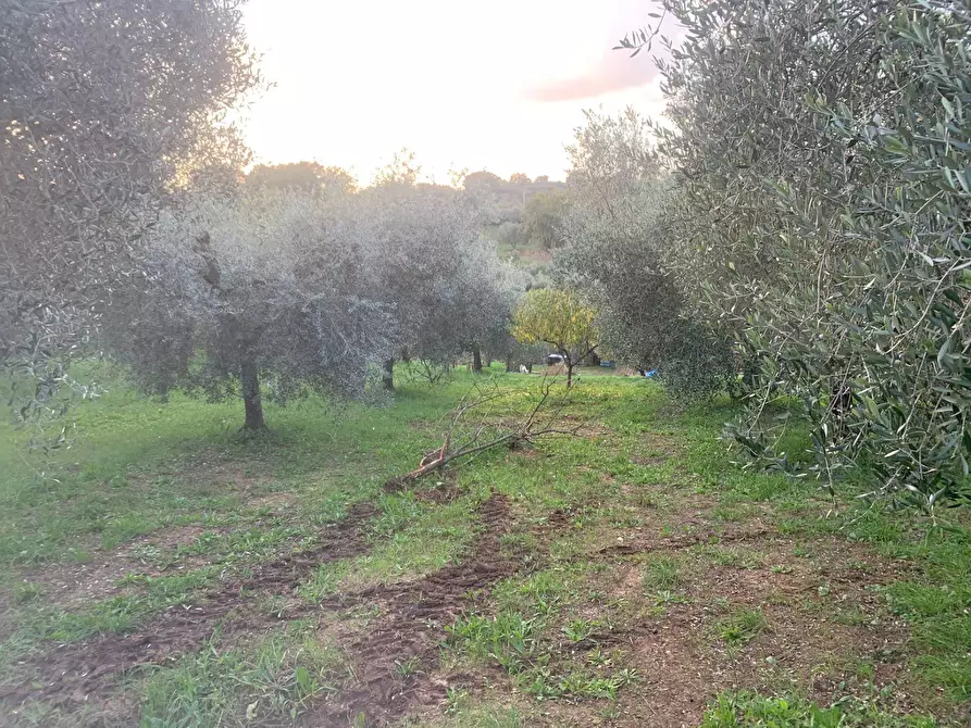 Immagine 7 di Terreno agricolo in vendita  in via della piscina a Guidonia Montecelio