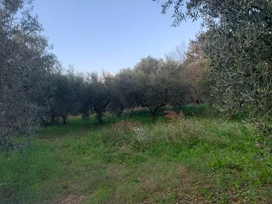 Immagine 9 di Terreno agricolo in vendita  in via della piscina a Guidonia Montecelio