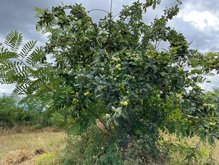 Immagine 3 di Terreno agricolo in vendita  in contrada san tommaso a Ariano Irpino
