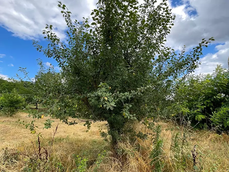 Immagine 6 di Terreno agricolo in vendita  in contrada san tommaso a Ariano Irpino