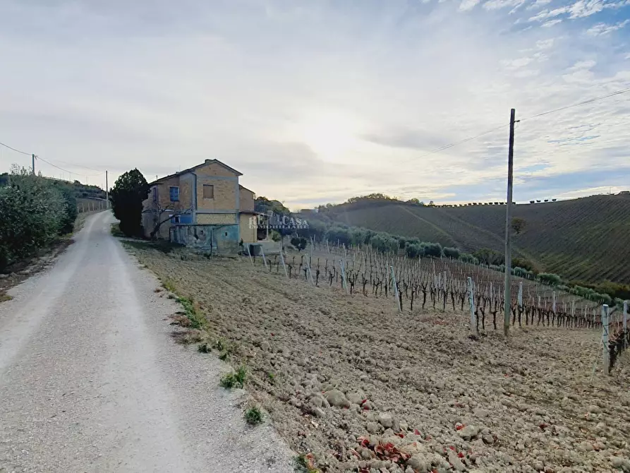 Immagine 6 di Terreno agricolo in vendita  in CONTRADA FOROLA a Acquaviva Picena