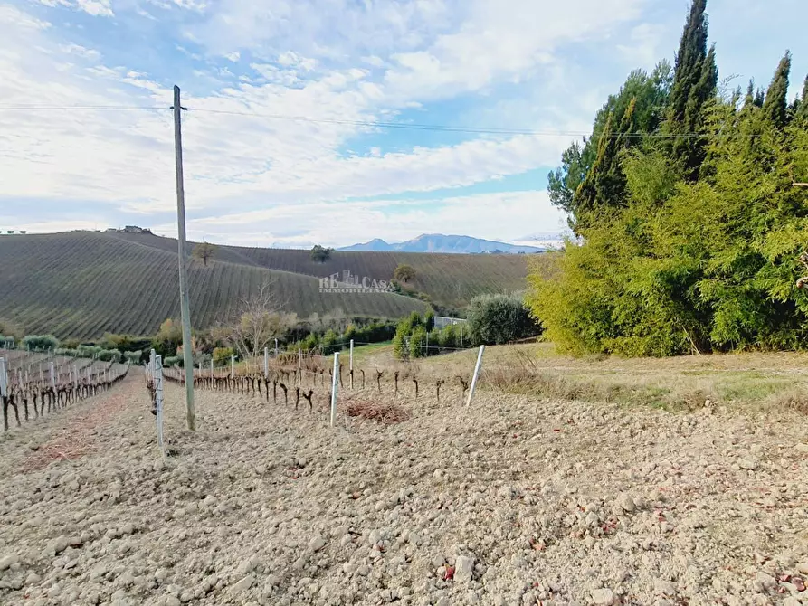 Immagine 3 di Terreno agricolo in vendita  in CONTRADA FOROLA a Acquaviva Picena