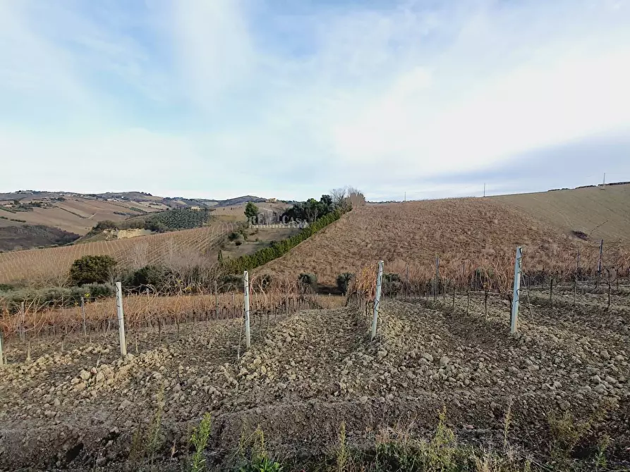 Immagine 2 di Terreno agricolo in vendita  in CONTRADA FOROLA a Acquaviva Picena