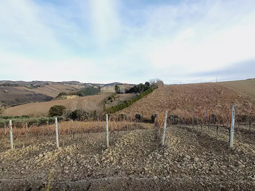 Immagine 7 di Terreno agricolo in vendita  in CONTRADA FOROLA a Acquaviva Picena