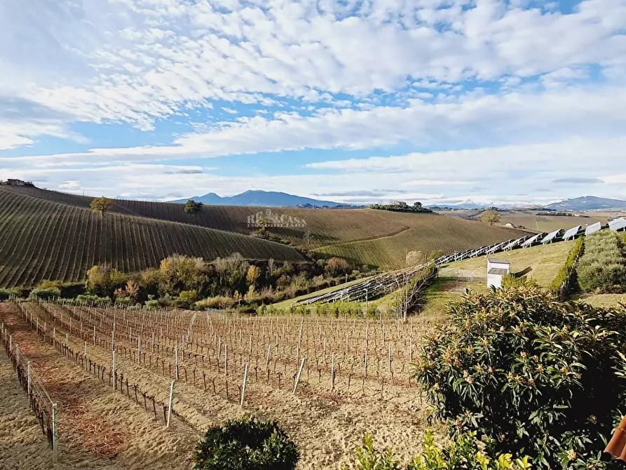 Immagine 8 di Terreno agricolo in vendita  in CONTRADA FOROLA a Acquaviva Picena