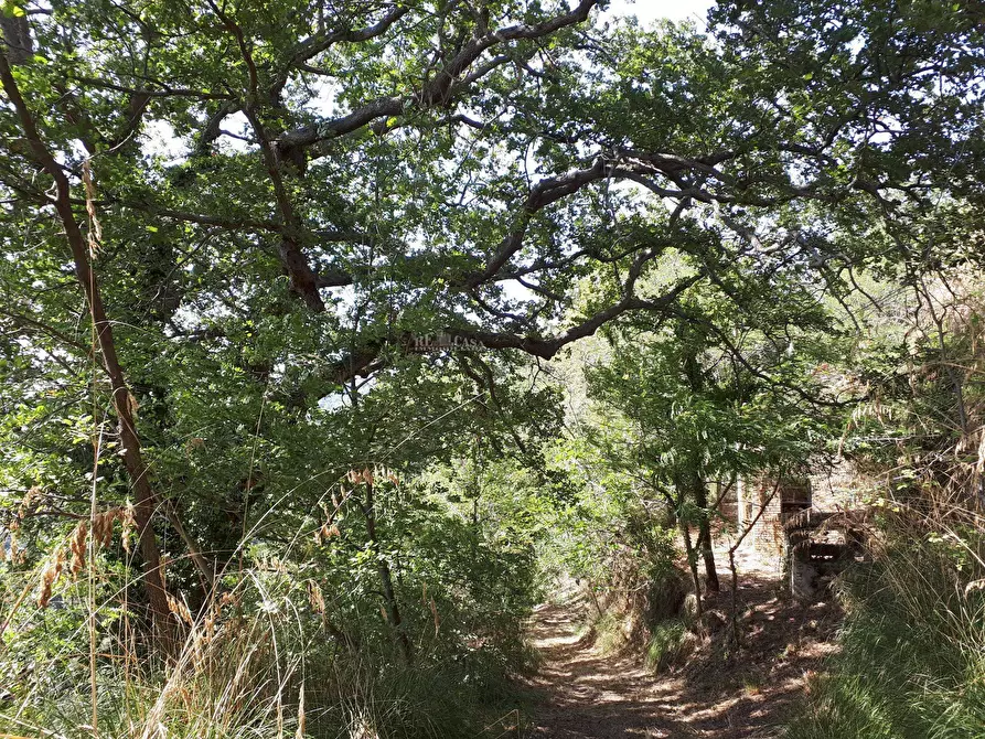 Immagine 7 di Rustico / casale in vendita  in contrada san pietro a Massignano