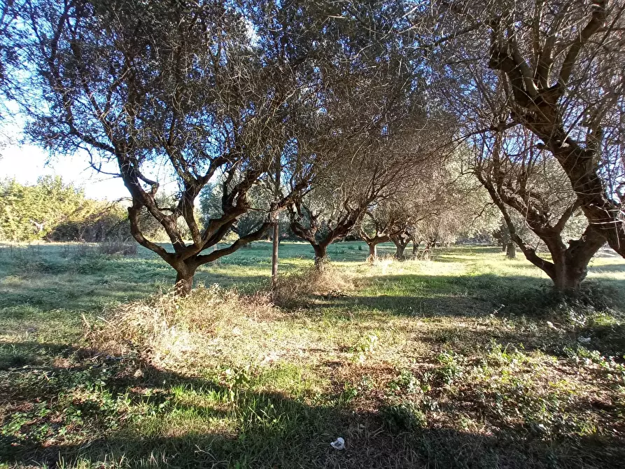 Immagine 5 di Rustico / casale in vendita  in VIA ROMA a Martinsicuro