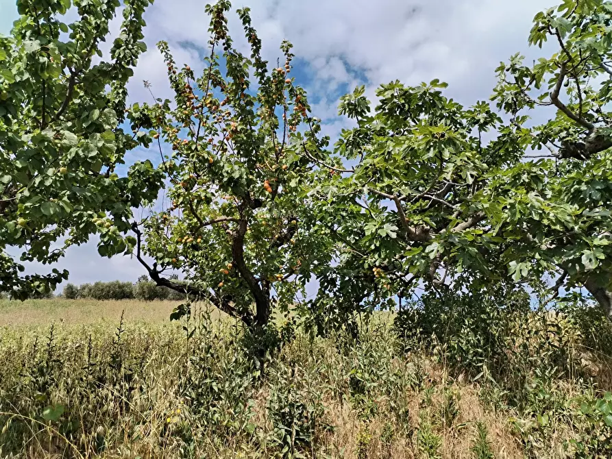 Immagine 54 di Rustico / casale in vendita  in contrada spiagge snc a Monteprandone