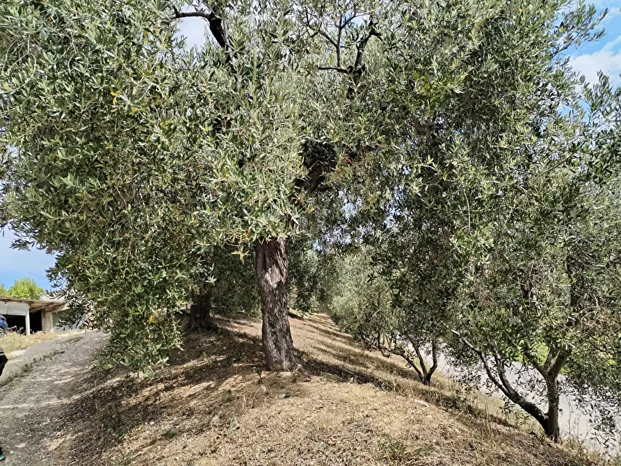 Immagine 55 di Rustico / casale in vendita  in contrada spiagge snc a Monteprandone
