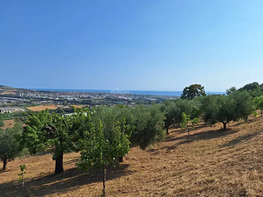 Immagine 2 di Terreno agricolo in vendita  in contrada san giovanni a Colonnella