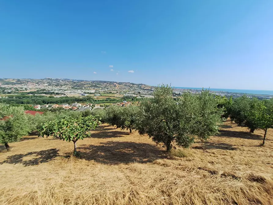 Immagine 3 di Terreno agricolo in vendita  in contrada san giovanni a Colonnella