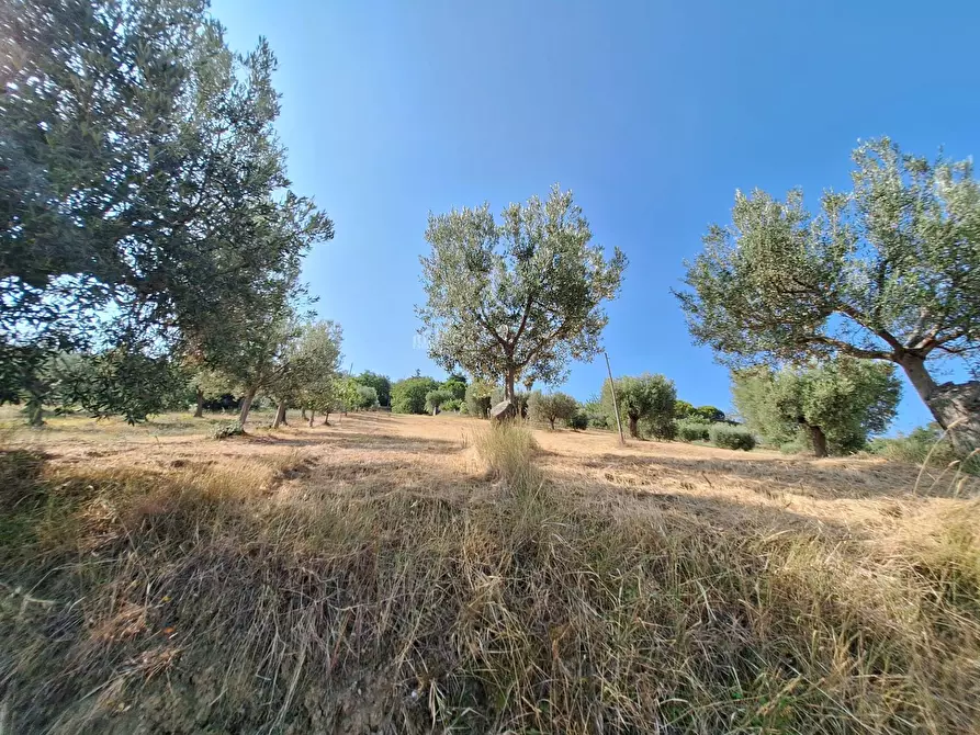 Immagine 5 di Terreno agricolo in vendita  in contrada san giovanni a Colonnella