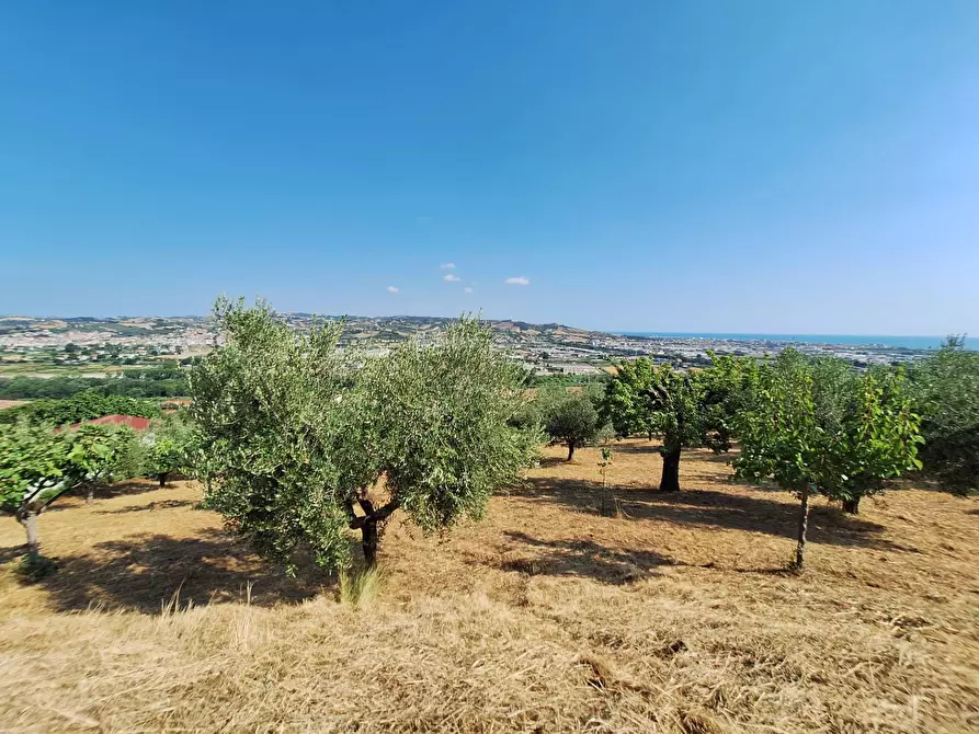 Immagine 6 di Terreno agricolo in vendita  in contrada san giovanni a Colonnella