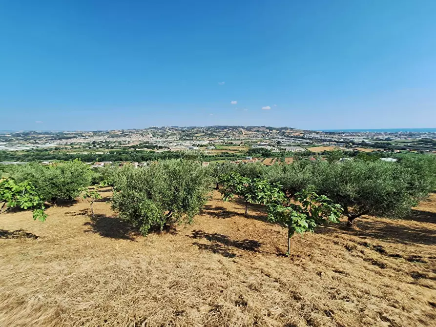Immagine 7 di Terreno agricolo in vendita  in contrada san giovanni a Colonnella