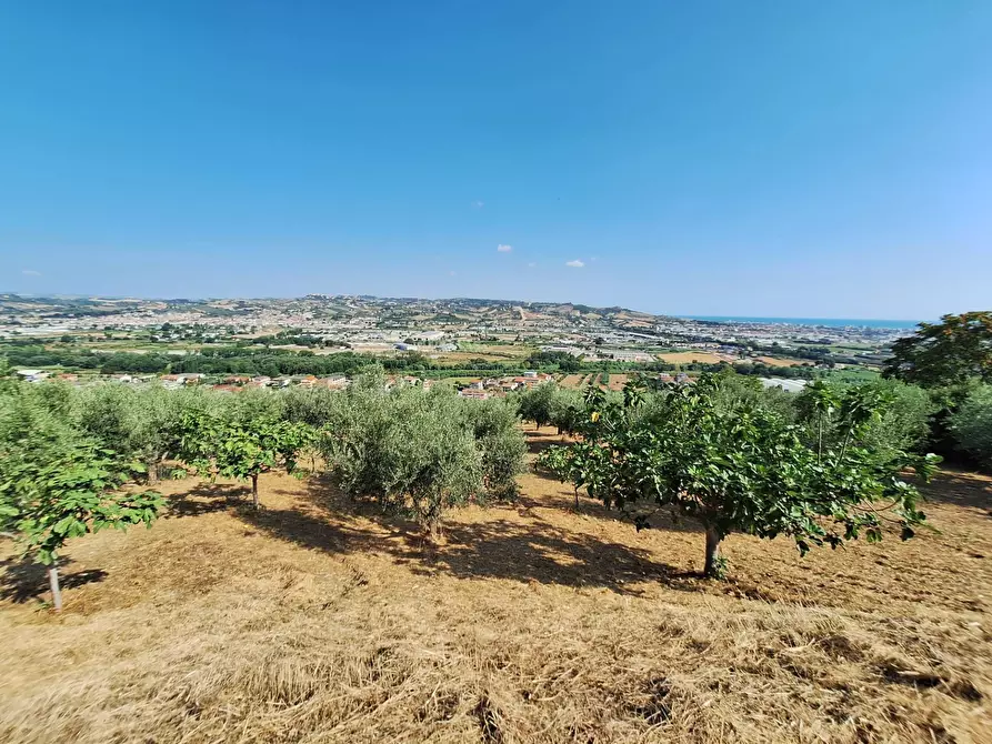 Immagine 8 di Terreno agricolo in vendita  in contrada san giovanni a Colonnella