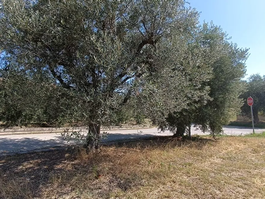 Immagine 8 di Terreno residenziale in vendita  in strada provinciale 18 snc a Castorano