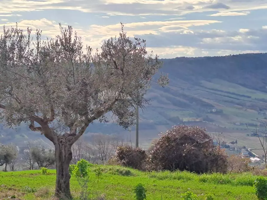 Immagine 20 di Rustico / casale in vendita  in contrada san pietro 42 a Massignano