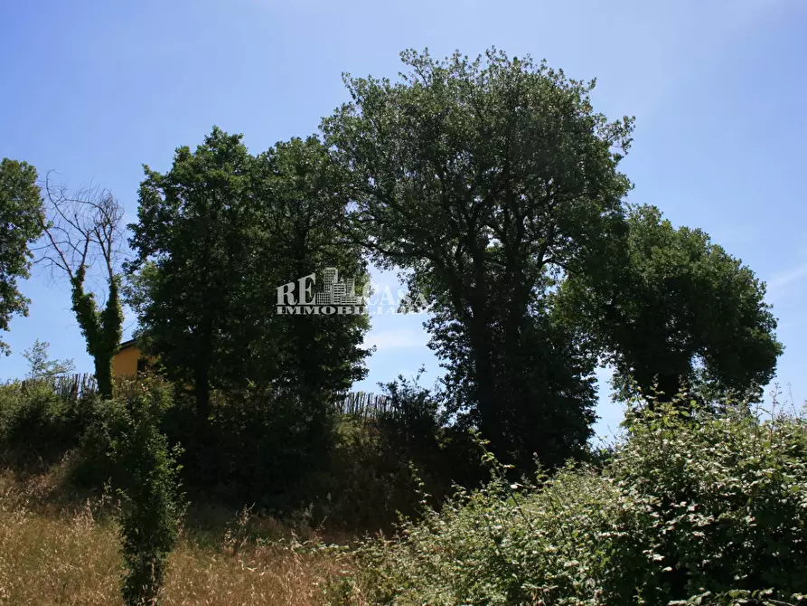 Immagine 6 di Terreno agricolo in vendita  in contrada fontanelle a Monsampolo Del Tronto