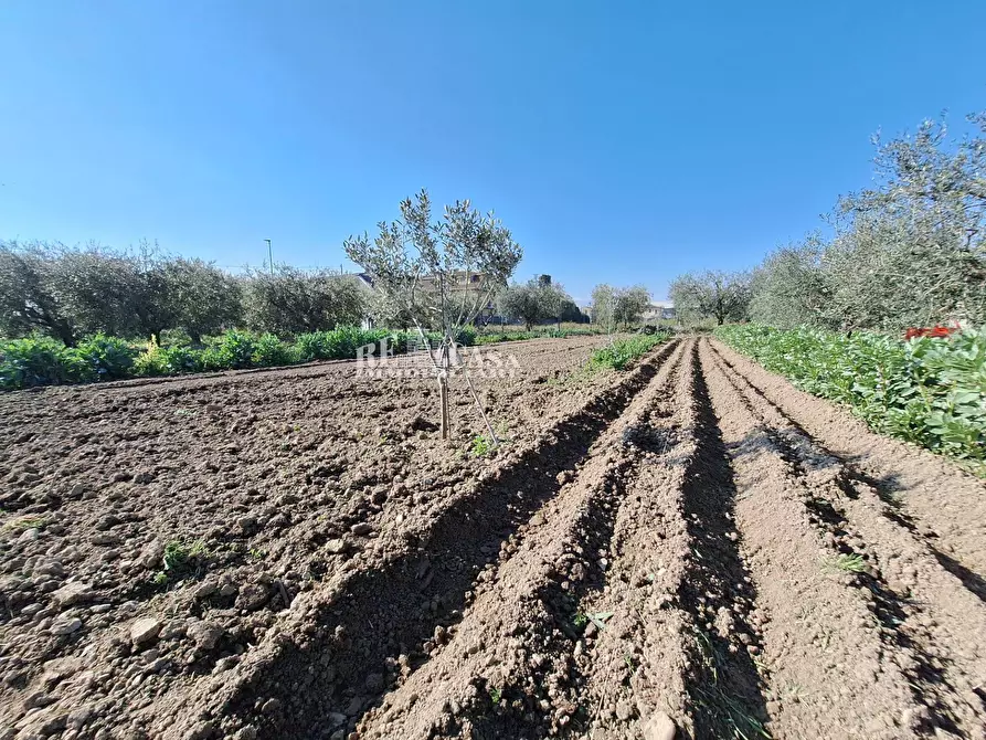 Immagine 1 di Terreno agricolo in vendita  in riserva naturale sentina a San Benedetto Del Tronto