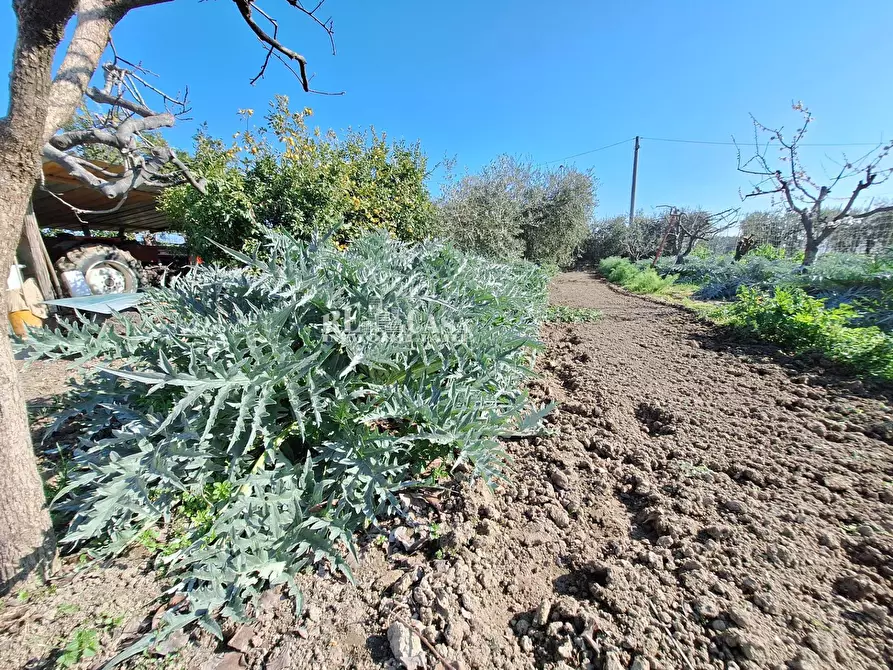 Immagine 2 di Terreno agricolo in vendita  in riserva naturale sentina a San Benedetto Del Tronto