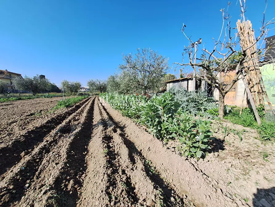 Immagine 3 di Terreno agricolo in vendita  in riserva naturale sentina a San Benedetto Del Tronto