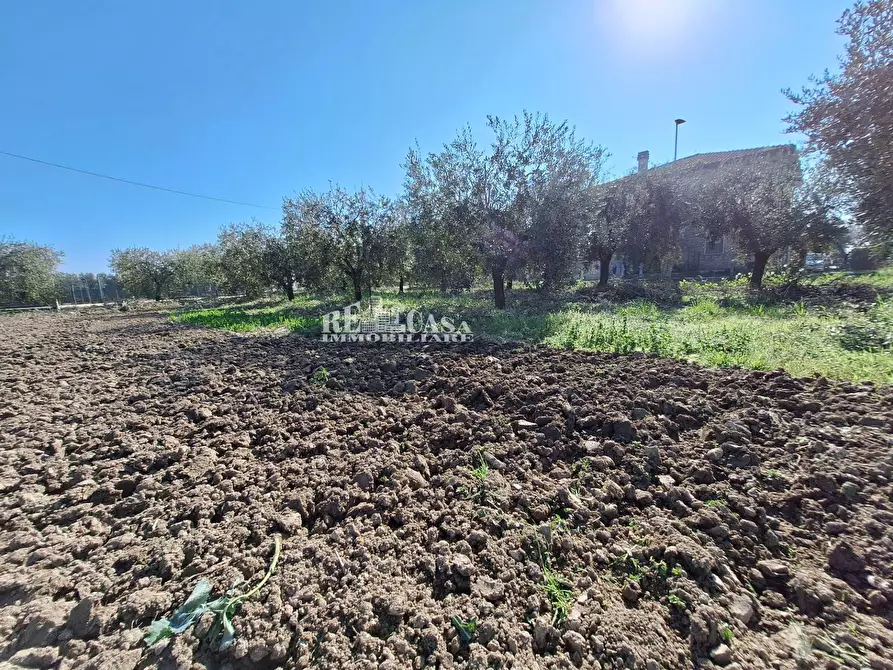 Immagine 6 di Terreno agricolo in vendita  in riserva naturale sentina a San Benedetto Del Tronto