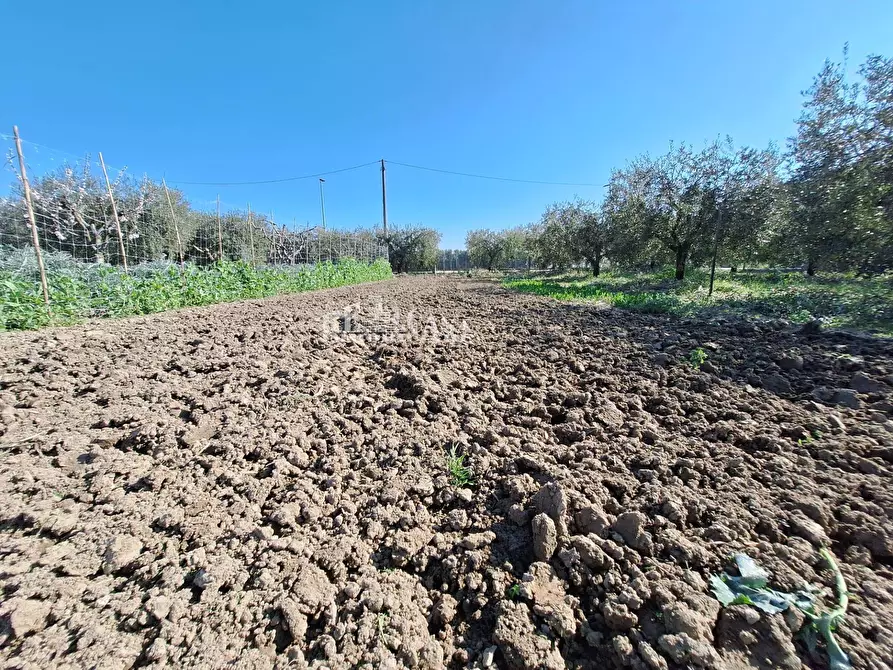 Immagine 7 di Terreno agricolo in vendita  in riserva naturale sentina a San Benedetto Del Tronto