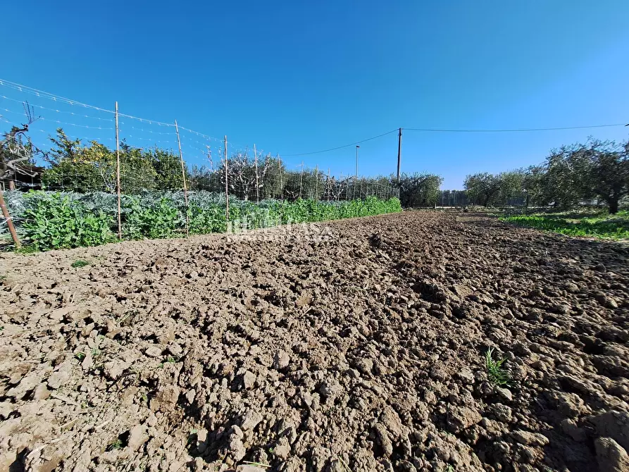 Immagine 8 di Terreno agricolo in vendita  in riserva naturale sentina a San Benedetto Del Tronto
