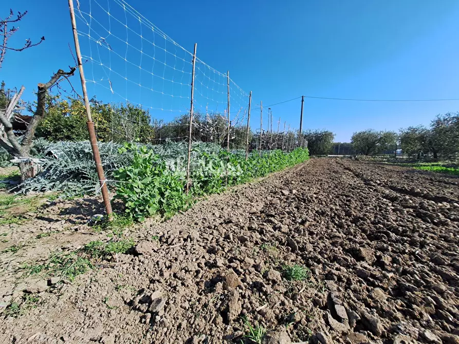 Immagine 9 di Terreno agricolo in vendita  in riserva naturale sentina a San Benedetto Del Tronto