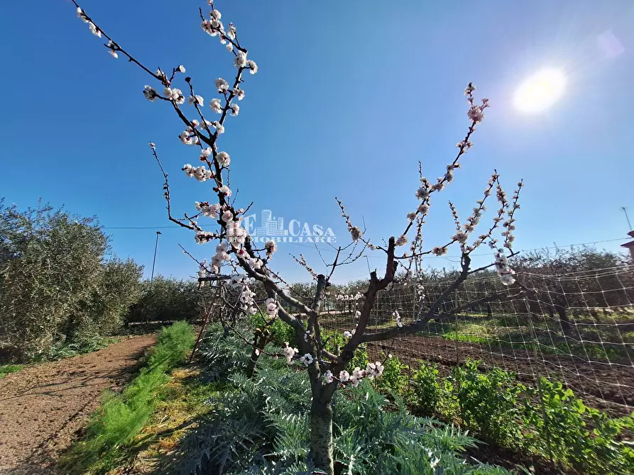 Immagine 12 di Terreno agricolo in vendita  in riserva naturale sentina a San Benedetto Del Tronto