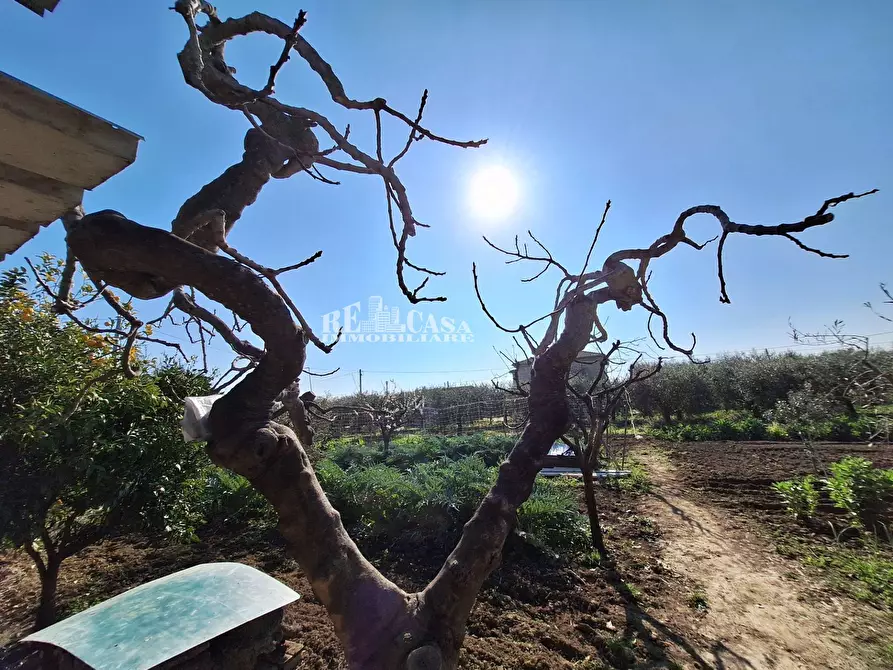 Immagine 13 di Terreno agricolo in vendita  in riserva naturale sentina a San Benedetto Del Tronto
