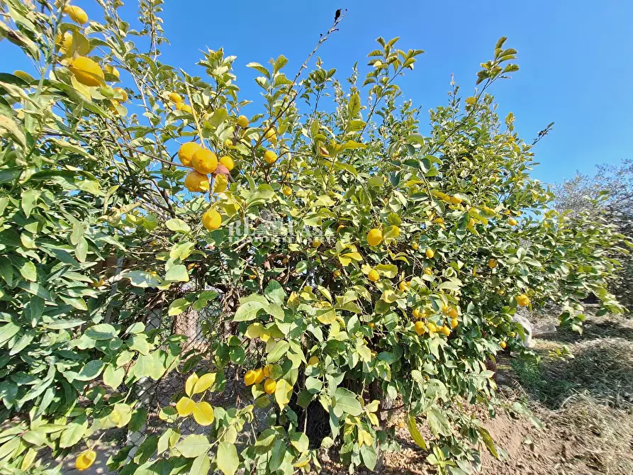 Immagine 14 di Terreno agricolo in vendita  in riserva naturale sentina a San Benedetto Del Tronto