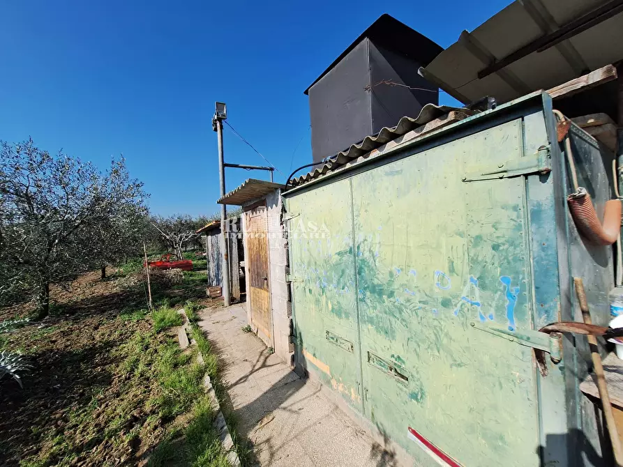 Immagine 17 di Terreno agricolo in vendita  in riserva naturale sentina a San Benedetto Del Tronto