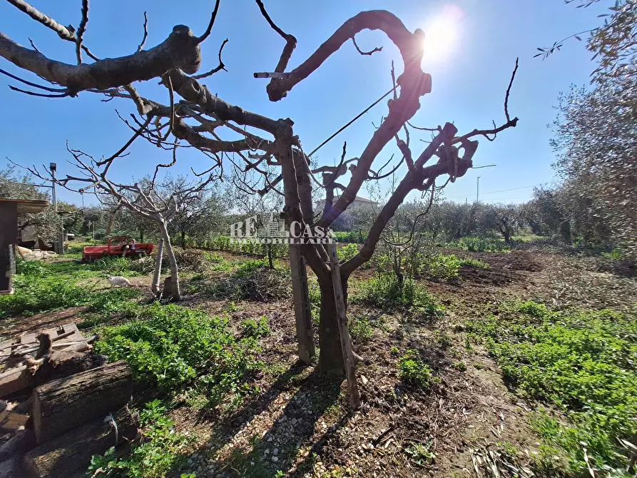 Immagine 20 di Terreno agricolo in vendita  in riserva naturale sentina a San Benedetto Del Tronto