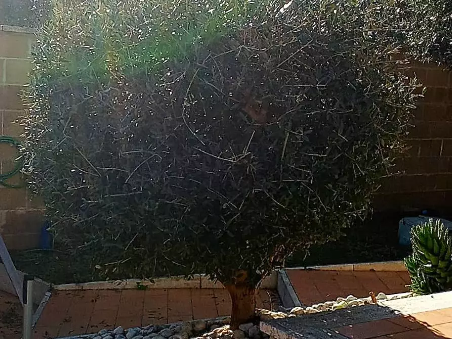 Immagine 8 di Casa indipendente in vendita  in VIA MIGLIORAMENTO 157 a Anzio